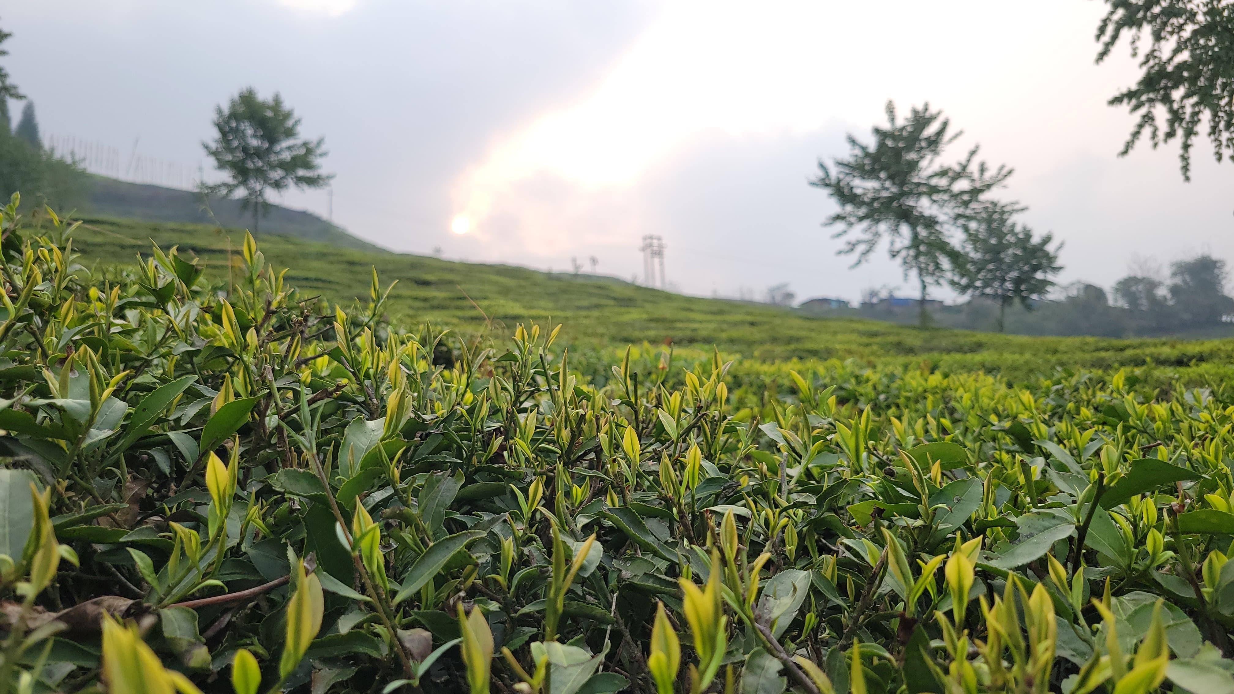 Kokuyo Camlin Website