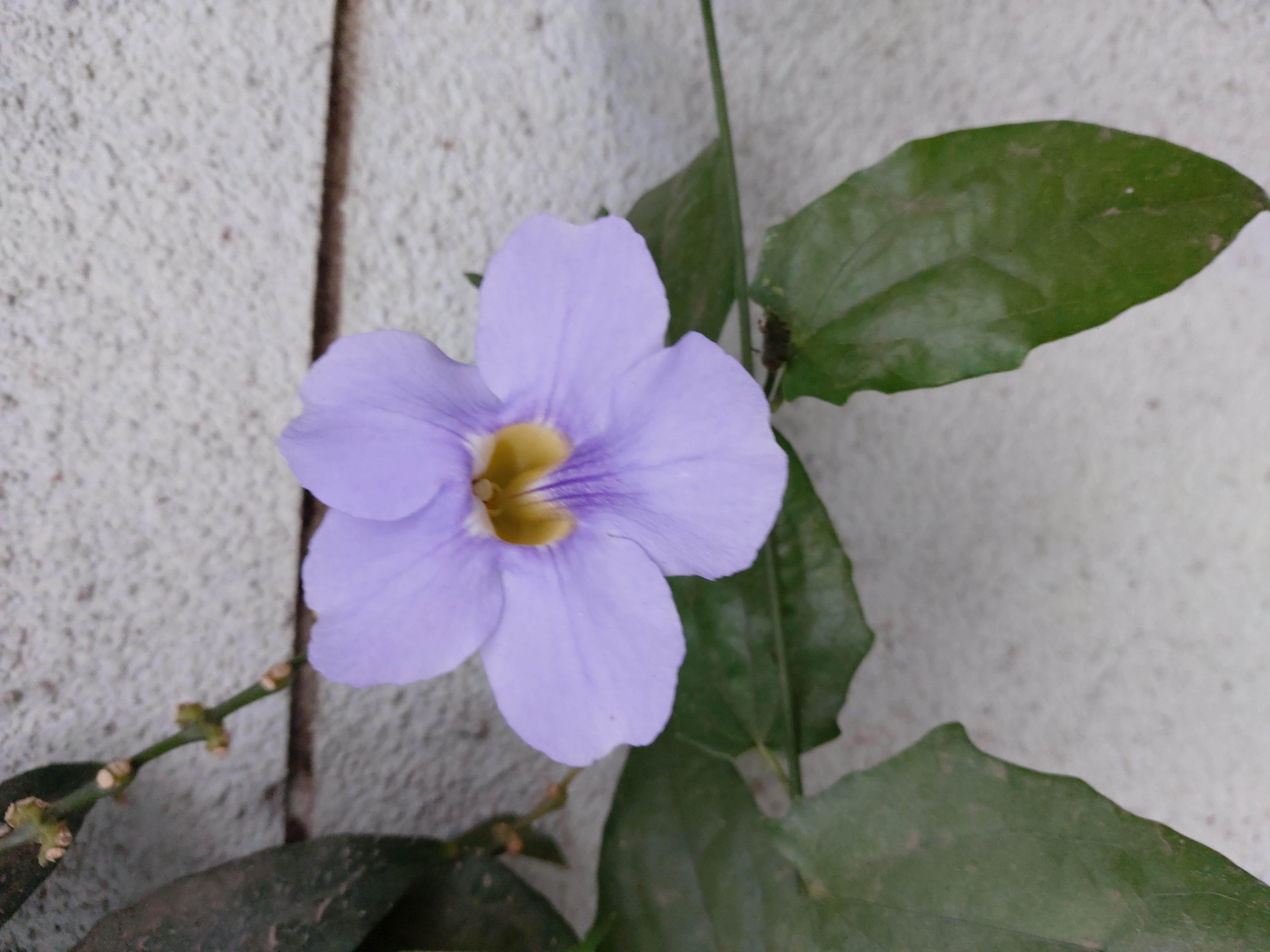 Kokuyo Camlin Website