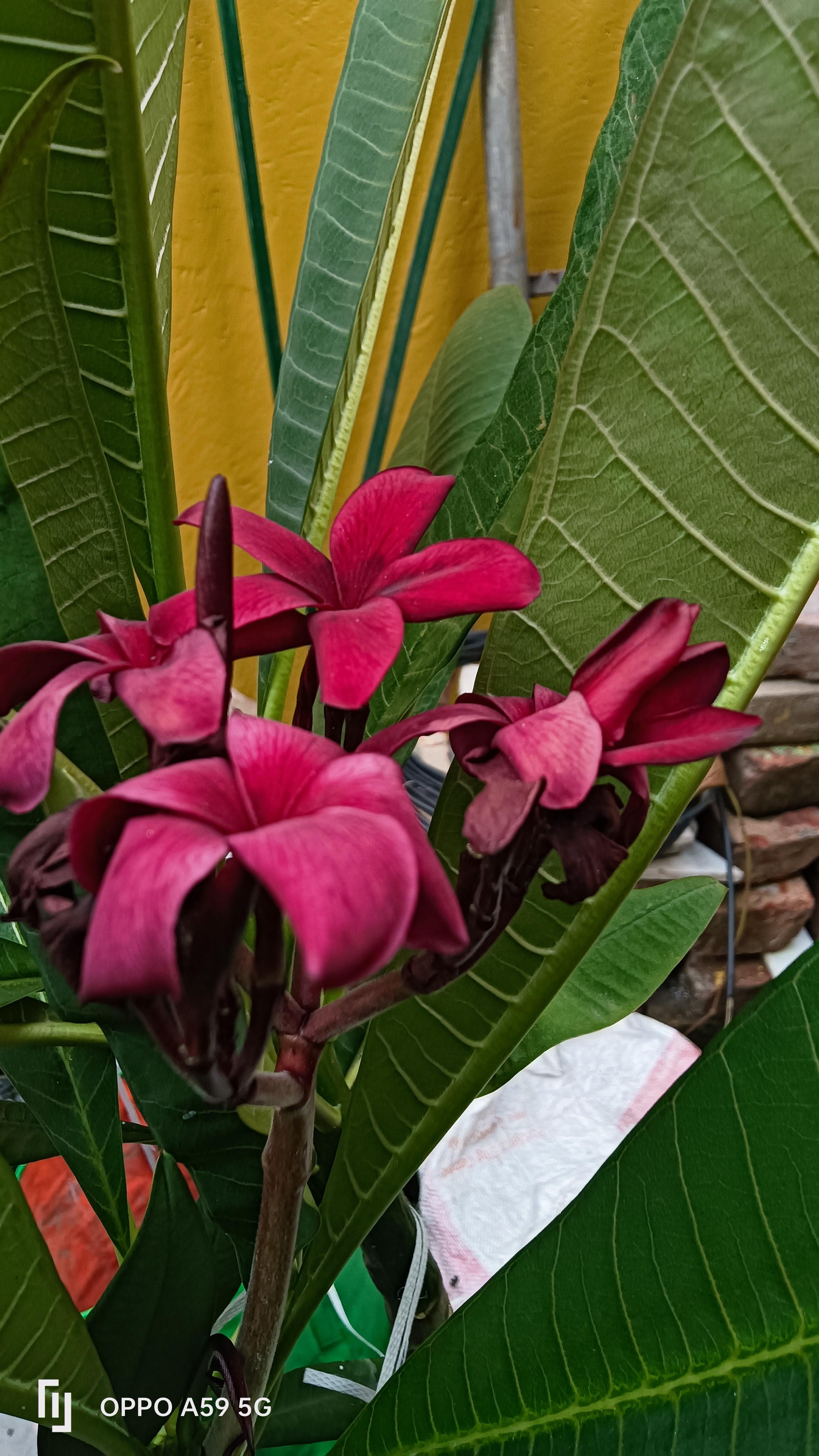 Kokuyo Camlin Website