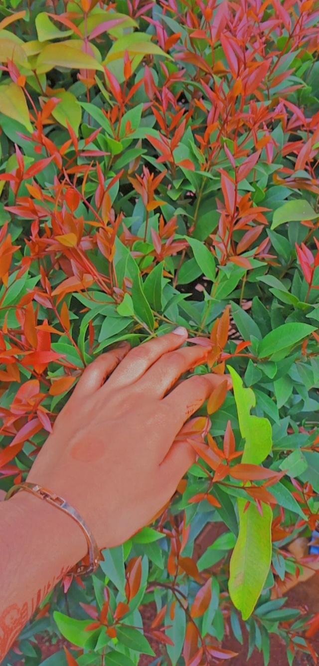 Kokuyo Camlin Website