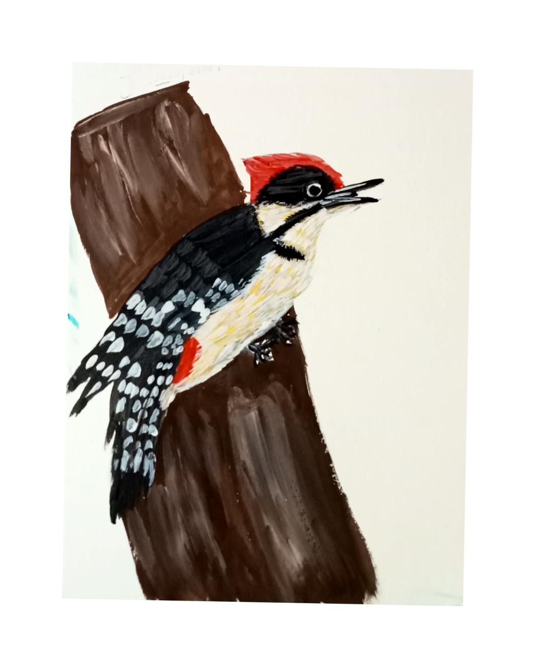 shoma ghosh White bellied wood pecker