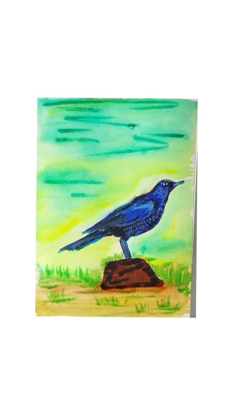 shoma ghosh Malabar whistling thrush